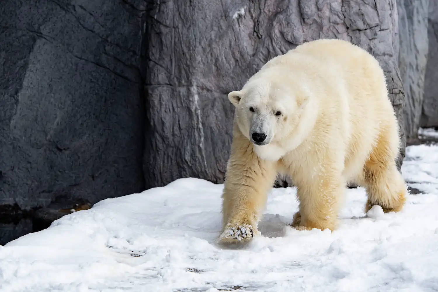 ビジネスシーンの背景動画を代替する静止画